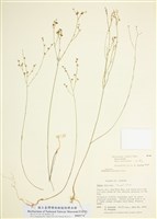 藏品(沙地亞麻)的圖片